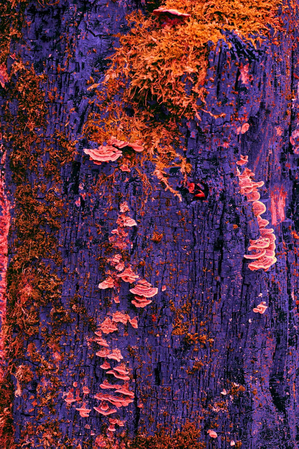a close up of a tree trunk with lichens on it