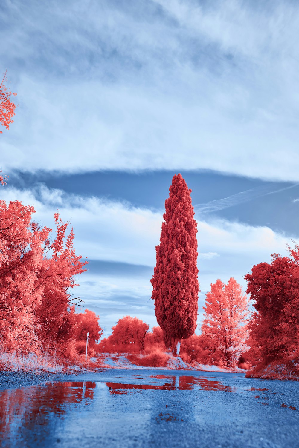 a red and blue photo of a tree in the middle of a river