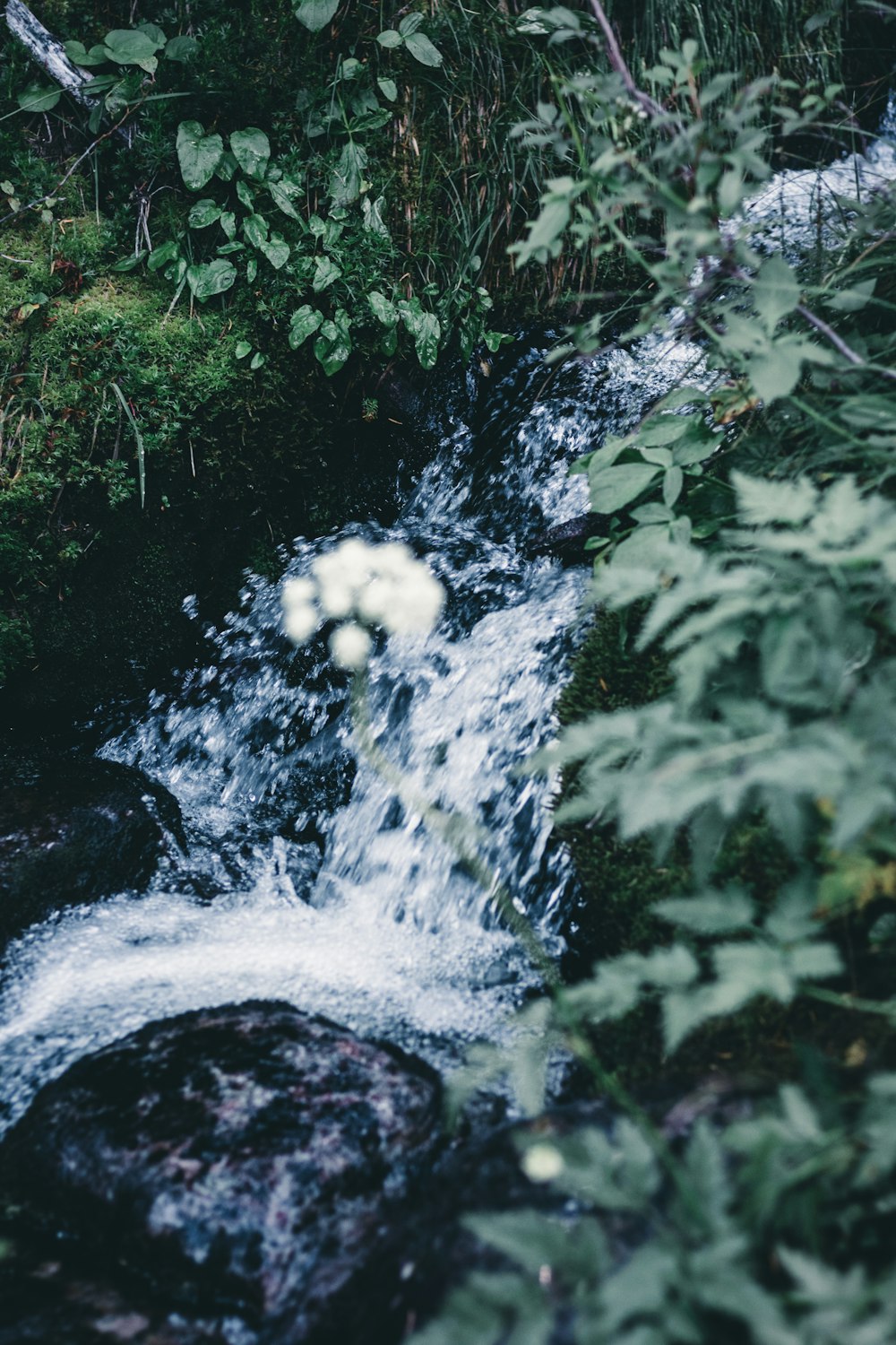 a stream running through a lush green forest