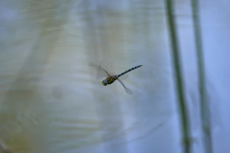 a close up of a dragonfly flying in the air