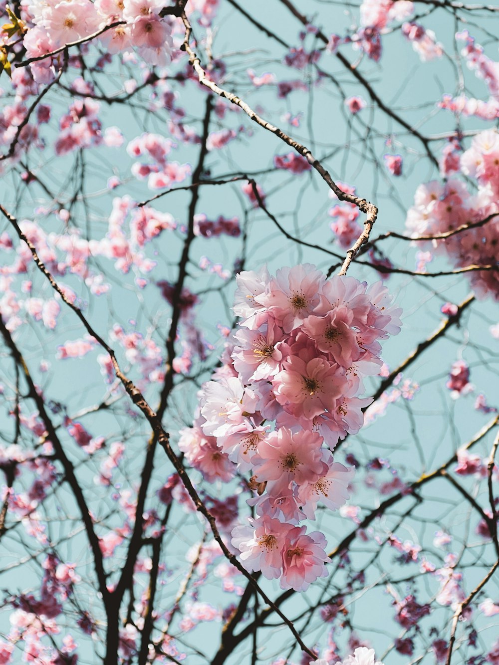 a bunch of pink flowers on a tree