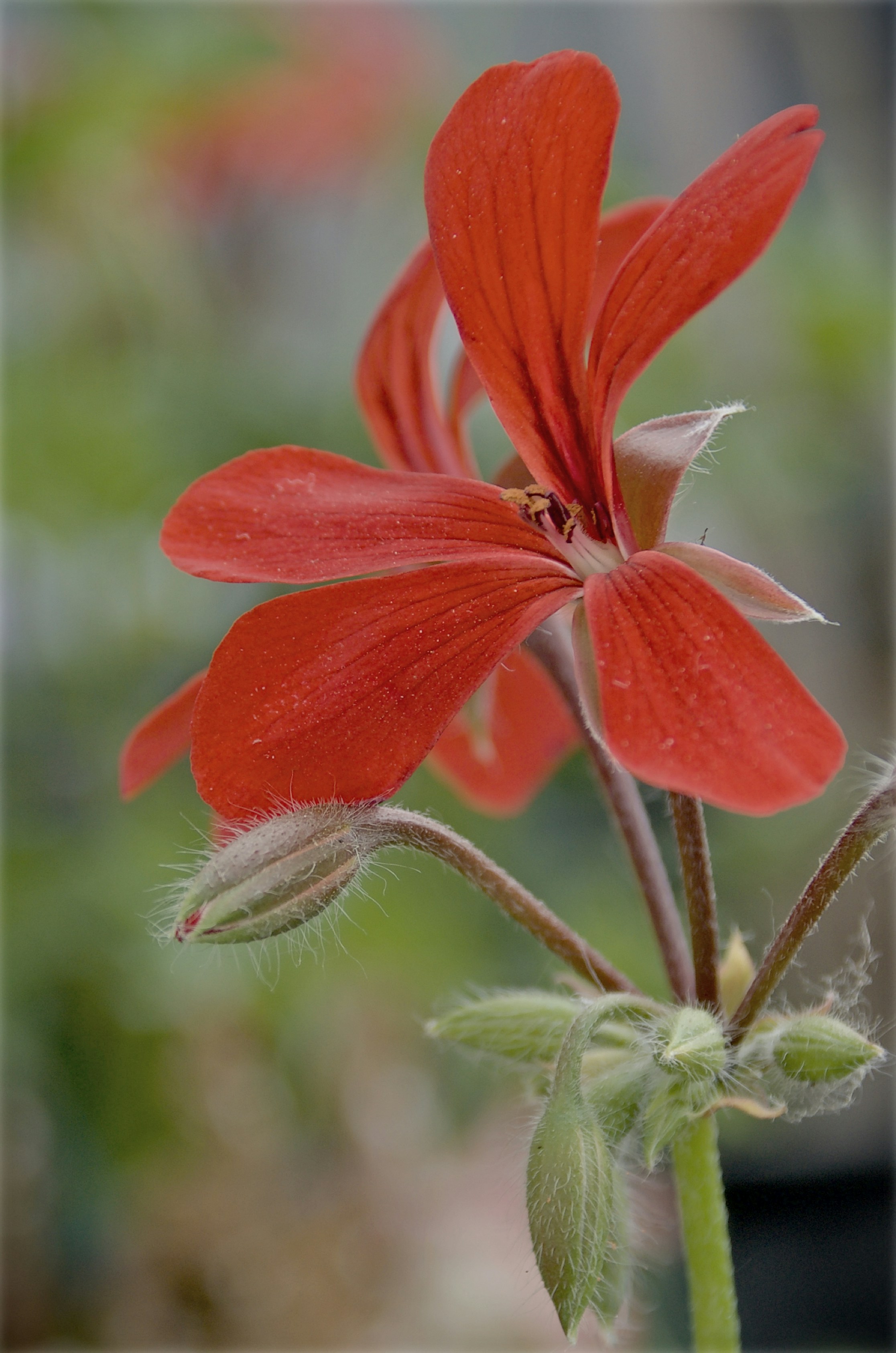 Пеларгонія — Pelargonium zonale