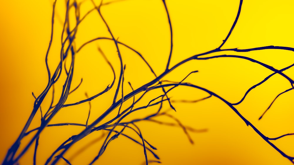 a close up of a branch on a yellow background