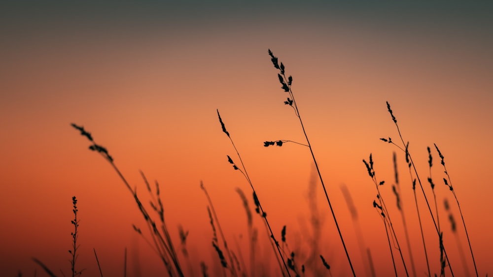 the sun is setting behind some tall grass