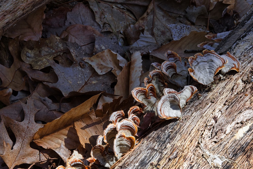 a group of mushrooms that are on a tree