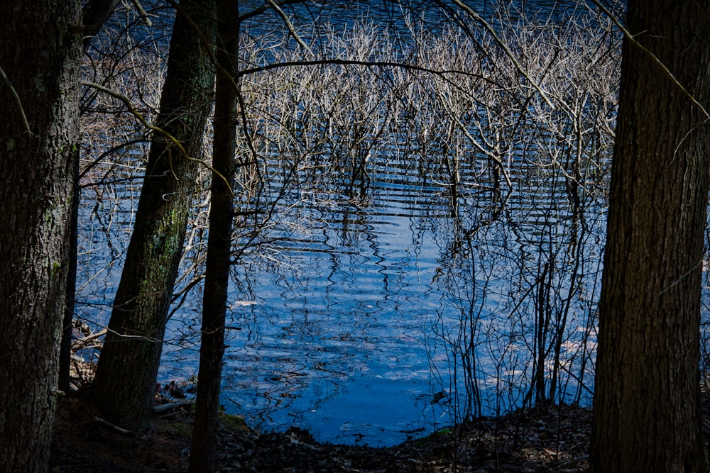 a body of water surrounded by trees in a forest