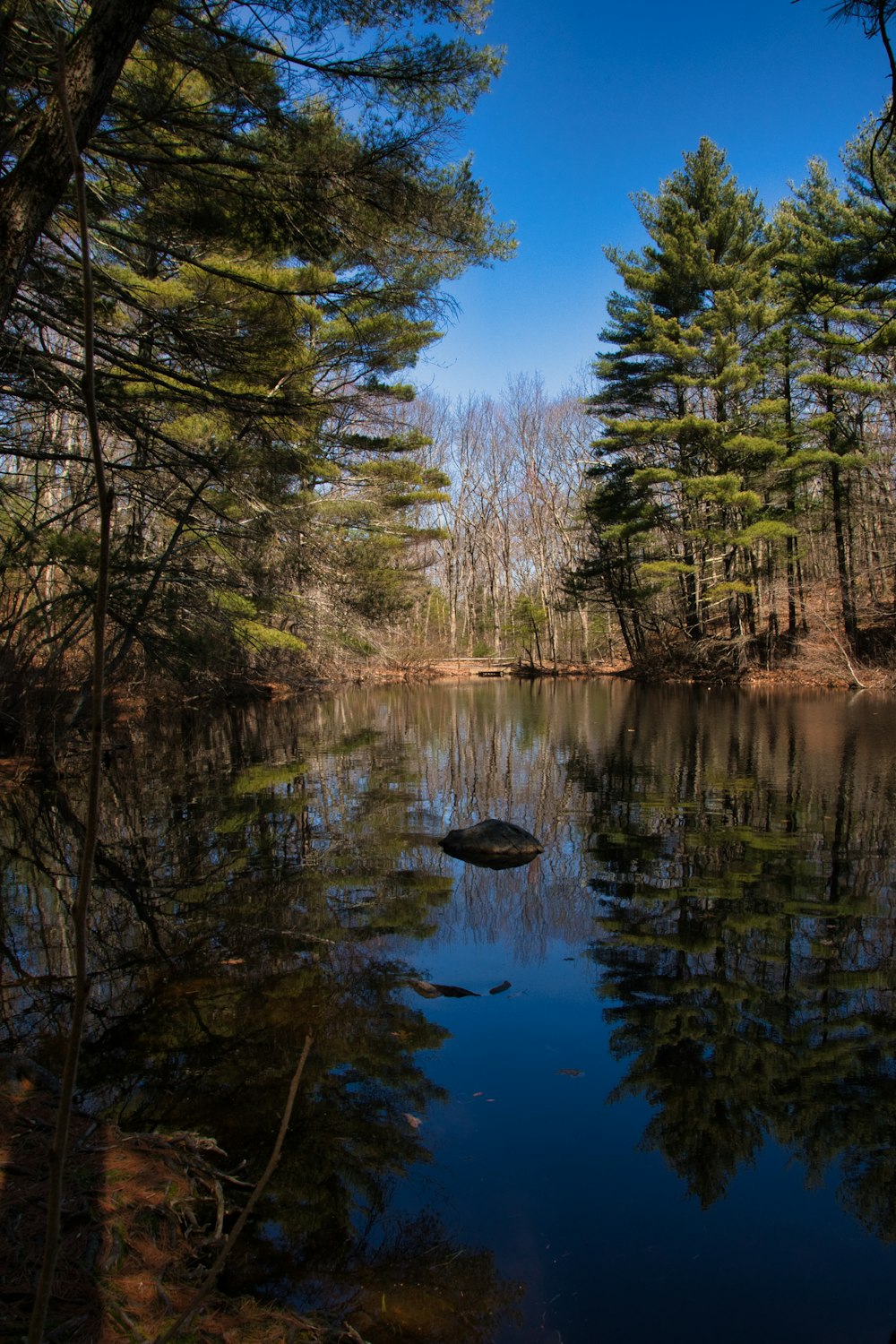 a body of water surrounded by lots of trees