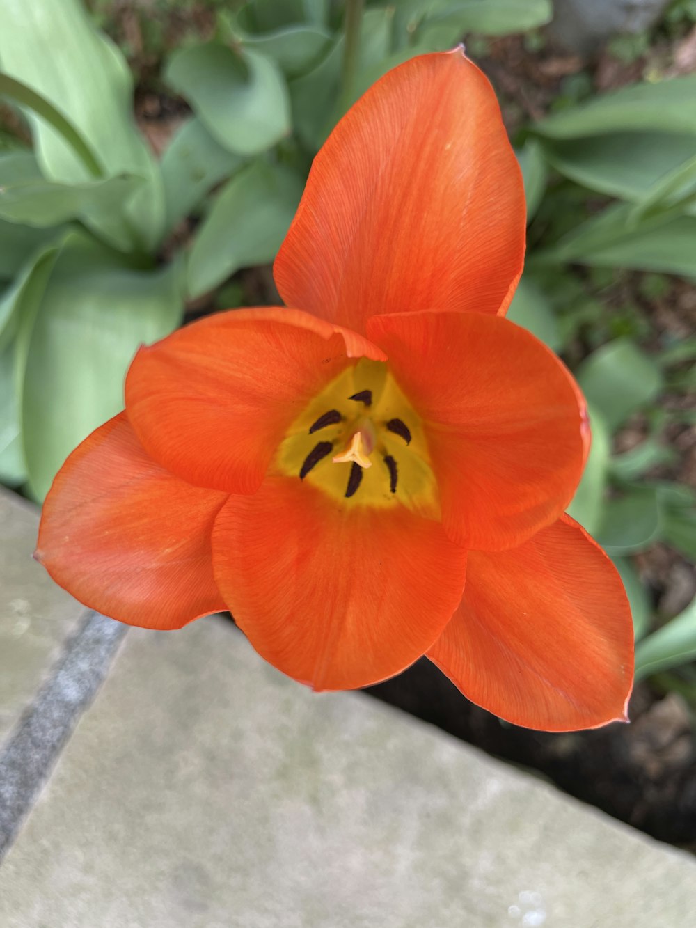 a single orange flower with a yellow center