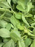 A close-up view of fresh green leafy vegetables with smooth, oval-shaped leaves. The leaves appear vibrant and lush, overlapping each other, possibly indicative of a healthy harvest.