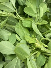 Close-up of vibrant green leafy vegetables growing in rich soil.