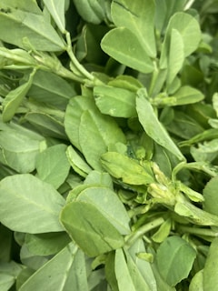 A close-up view of fresh green leafy vegetables with smooth, oval-shaped leaves. The leaves appear vibrant and lush, overlapping each other, possibly indicative of a healthy harvest.