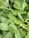 A close-up view of fresh green leafy vegetables with smooth, oval-shaped leaves. The leaves appear vibrant and lush, overlapping each other, possibly indicative of a healthy harvest.