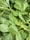 A middle-aged woman farmer inspecting healthy moringa leaves in her farm.