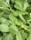A close-up view of fresh green leafy vegetables with smooth, oval-shaped leaves. The leaves appear vibrant and lush, overlapping each other, possibly indicative of a healthy harvest.