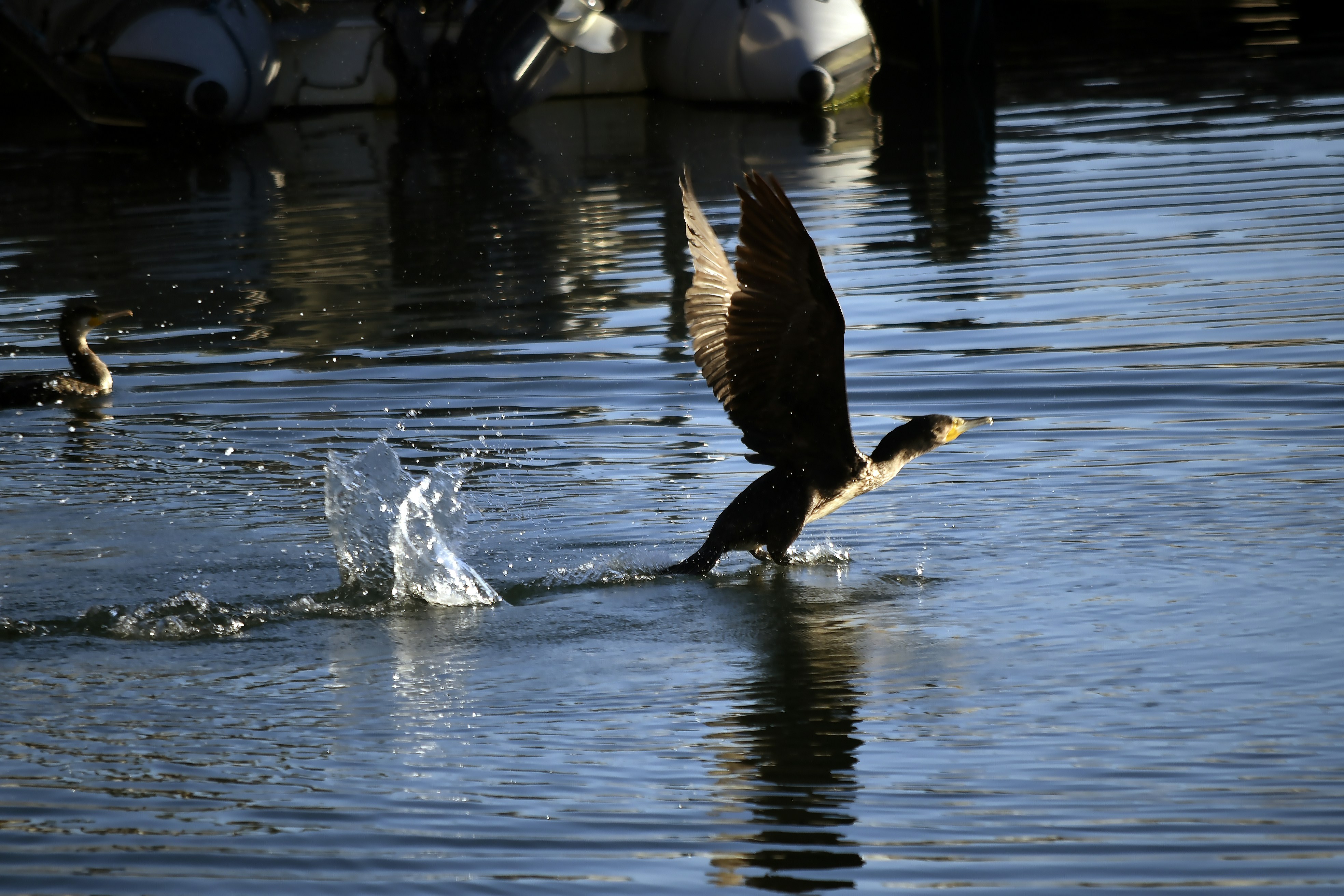 Do Ducks Fly High In The Sky? (Answer Might Surprise You!) 2024