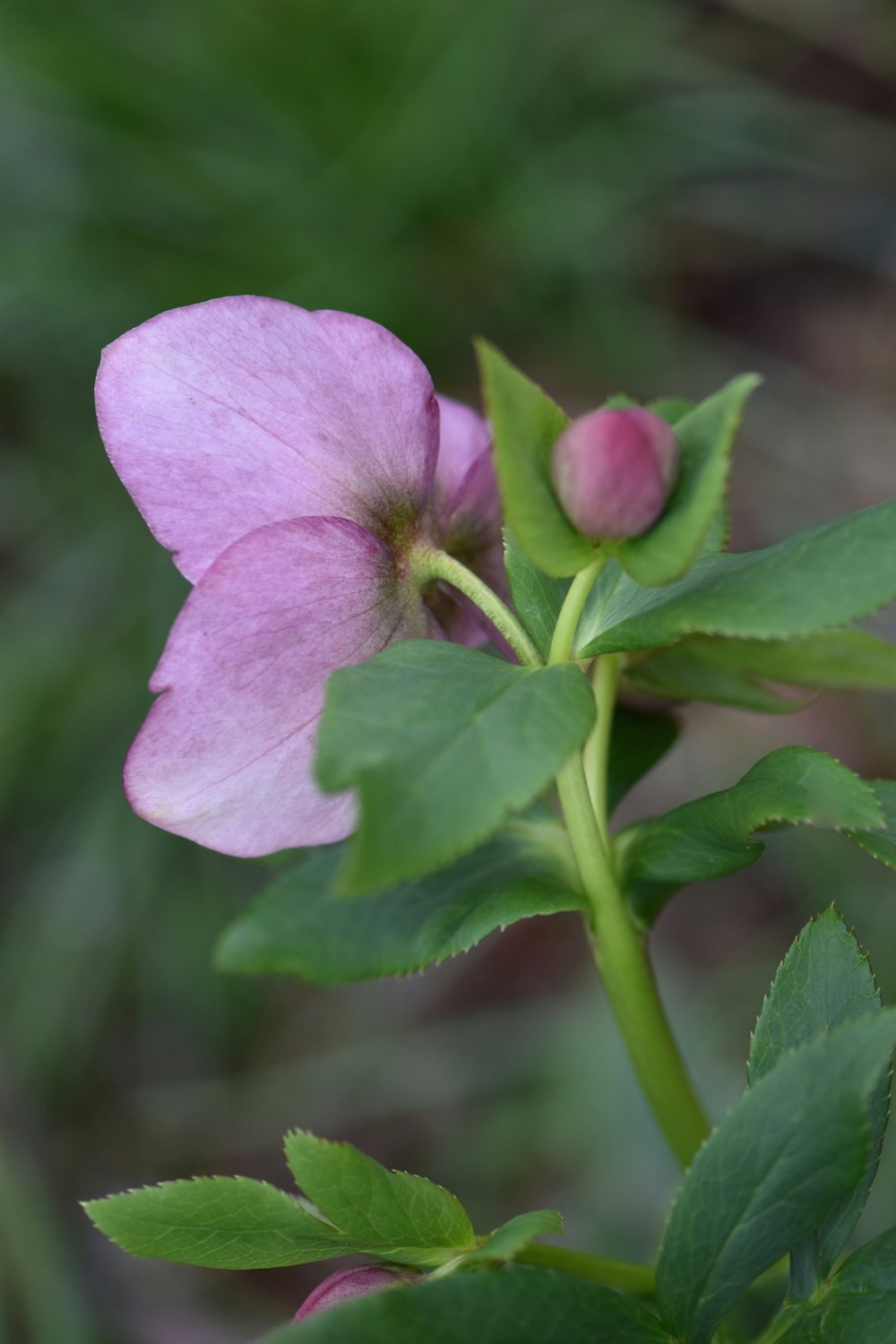 un primo piano di un fiore rosa con foglie verdi