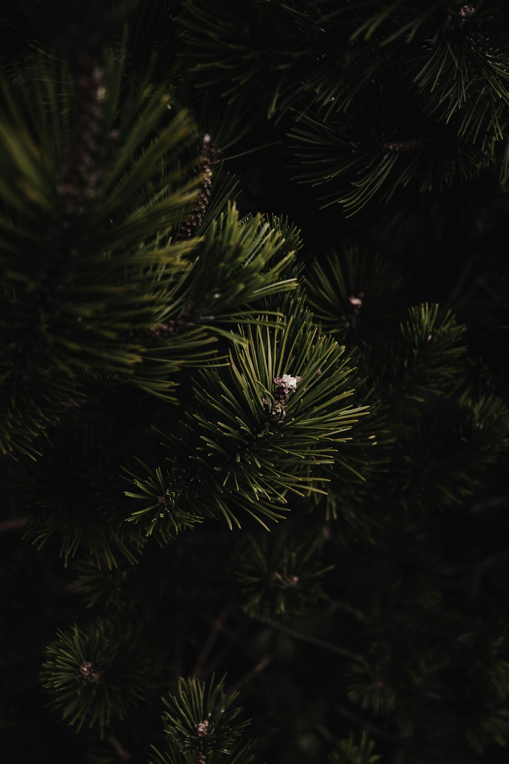 a close up of a pine tree branch