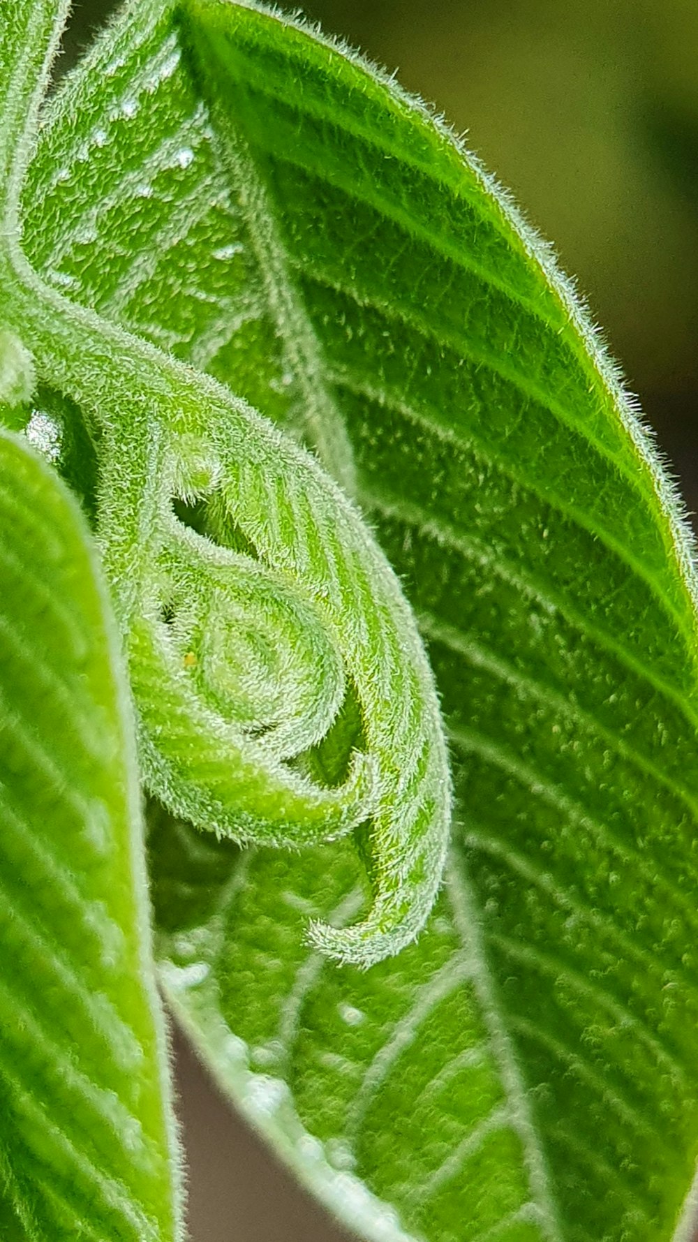 a close up of a green leaf with water drops