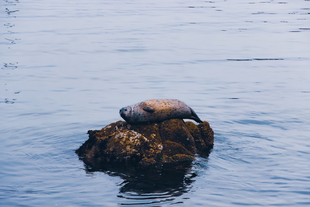 a seal sitting on top of a rock in the water