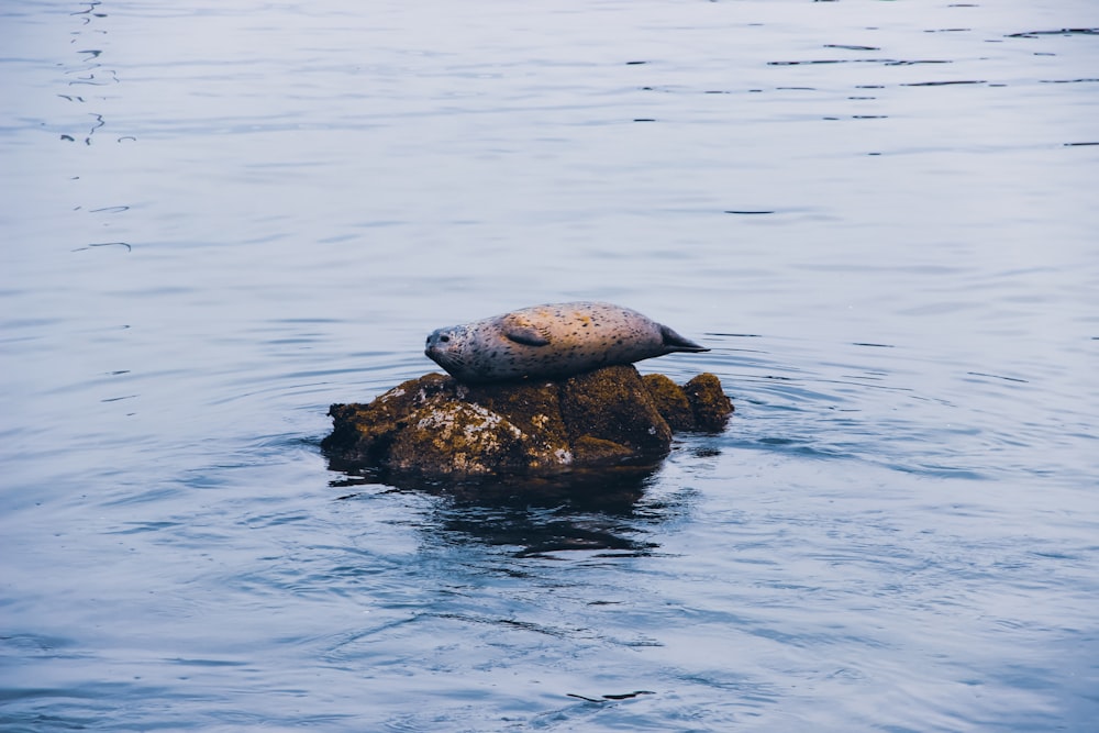 a seal sitting on top of a rock in the water