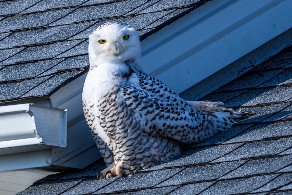 a snowy owl sitting on the roof of a house