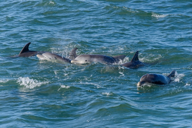 A calm pod of dolphins swimming together symbolizing communication and trust.