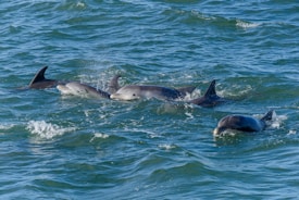 Varios delfines nadando juntos en aguas oceánicas de color azul verdoso, con algunas de sus aletas dorsales rompiendo la superficie, creando una escena dinámica y serena.