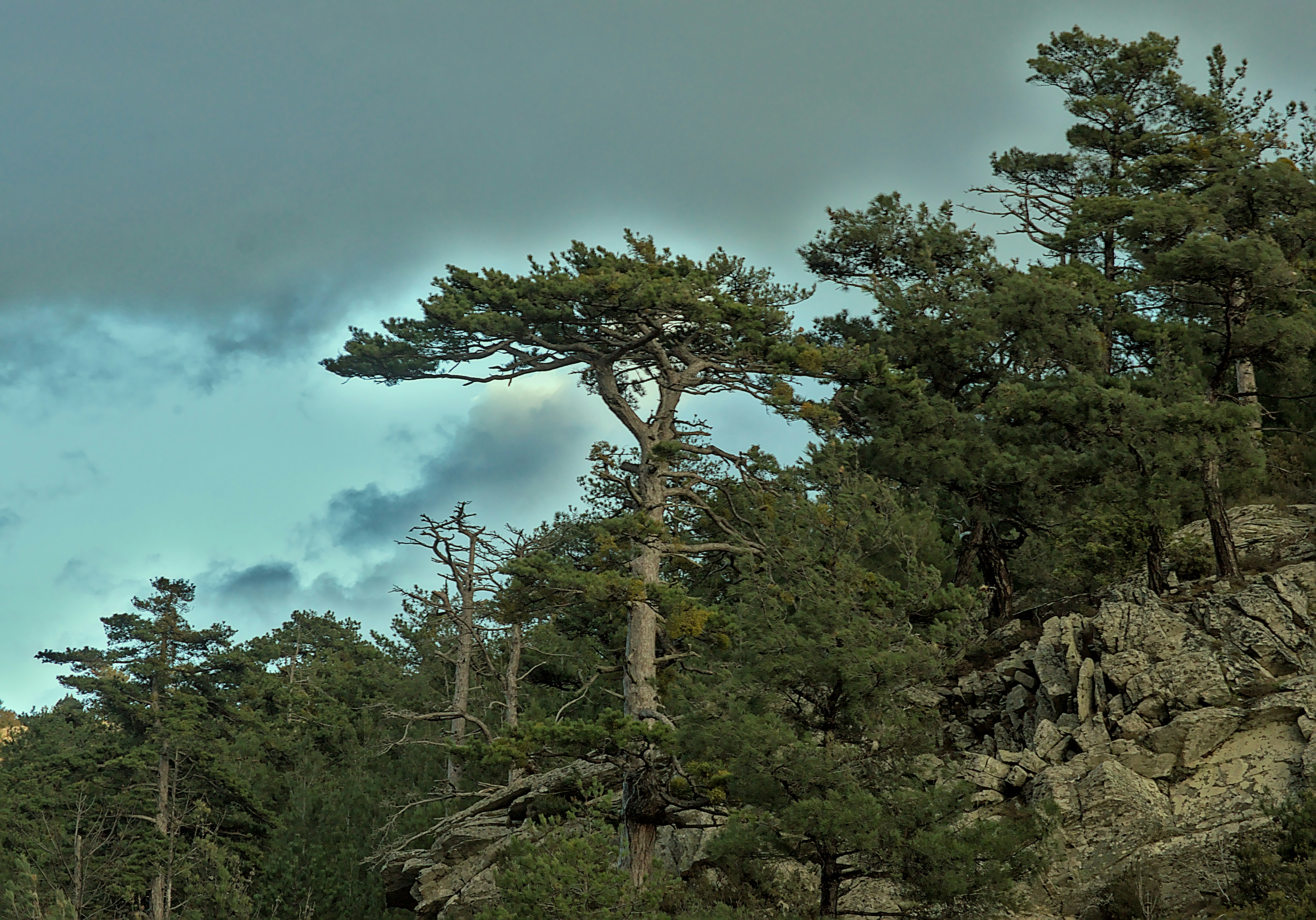 a lone tree on the side of a cliff