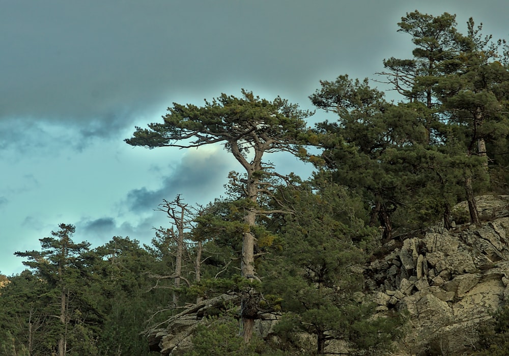 Ein einsamer Baum an der Seite einer Klippe