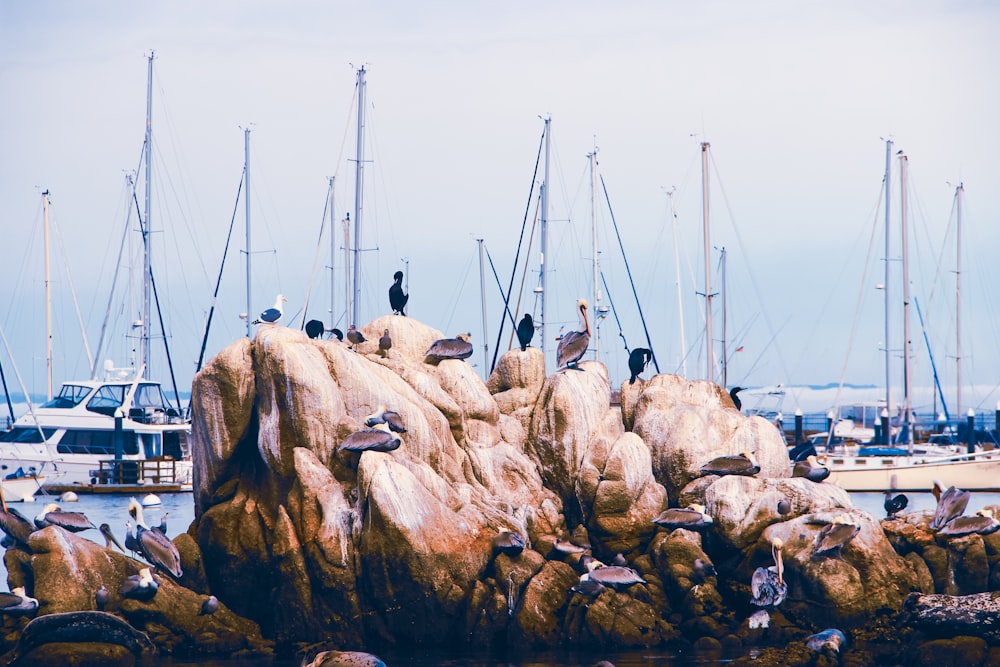 a flock of birds sitting on top of a rock