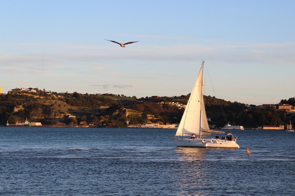 a sailboat in a body of water with a bird flying over it