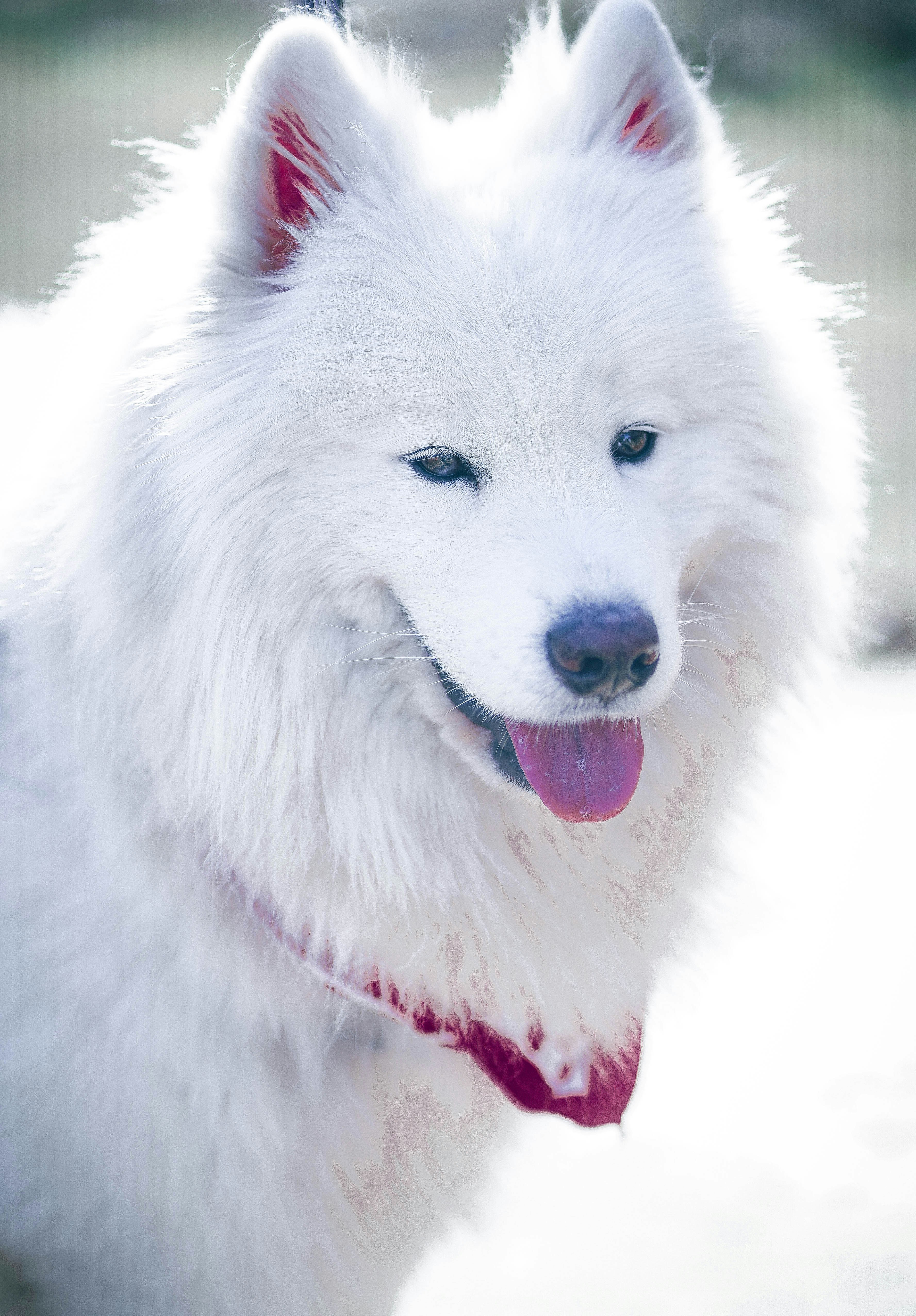 Photo by alireza_skndari