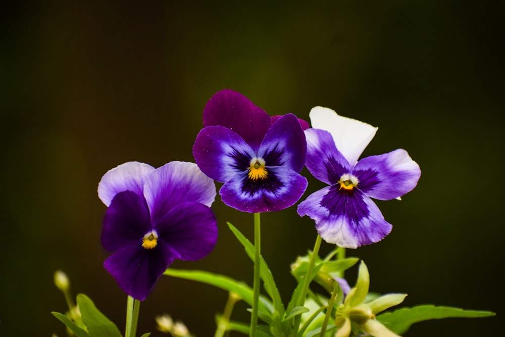 a group of purple and white flowers in a vase