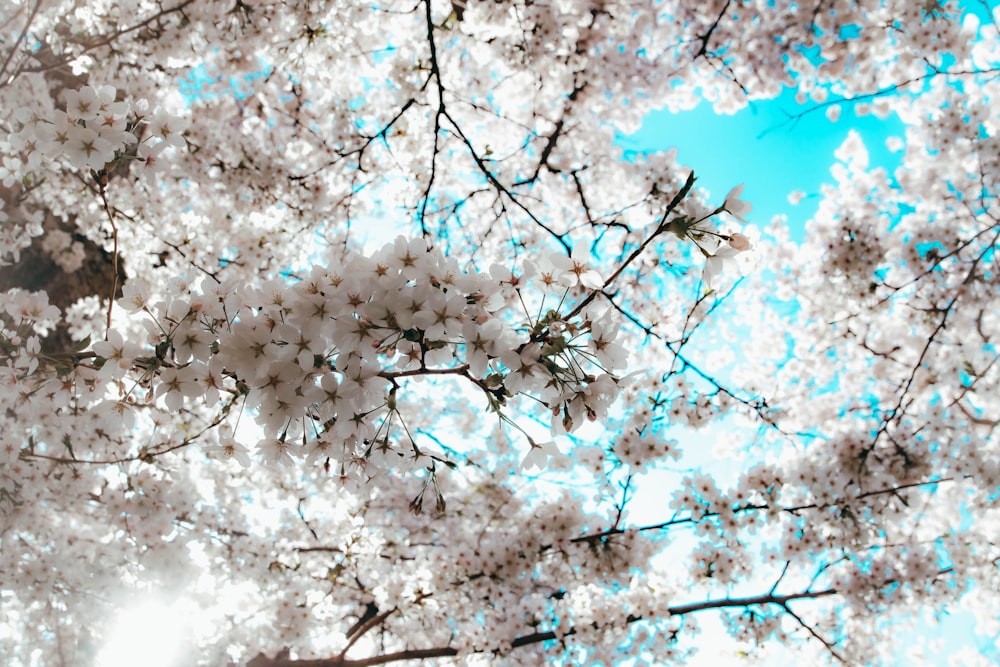 a tree filled with lots of white flowers