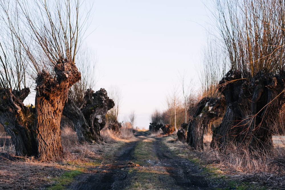 a dirt road surrounded by trees and grass