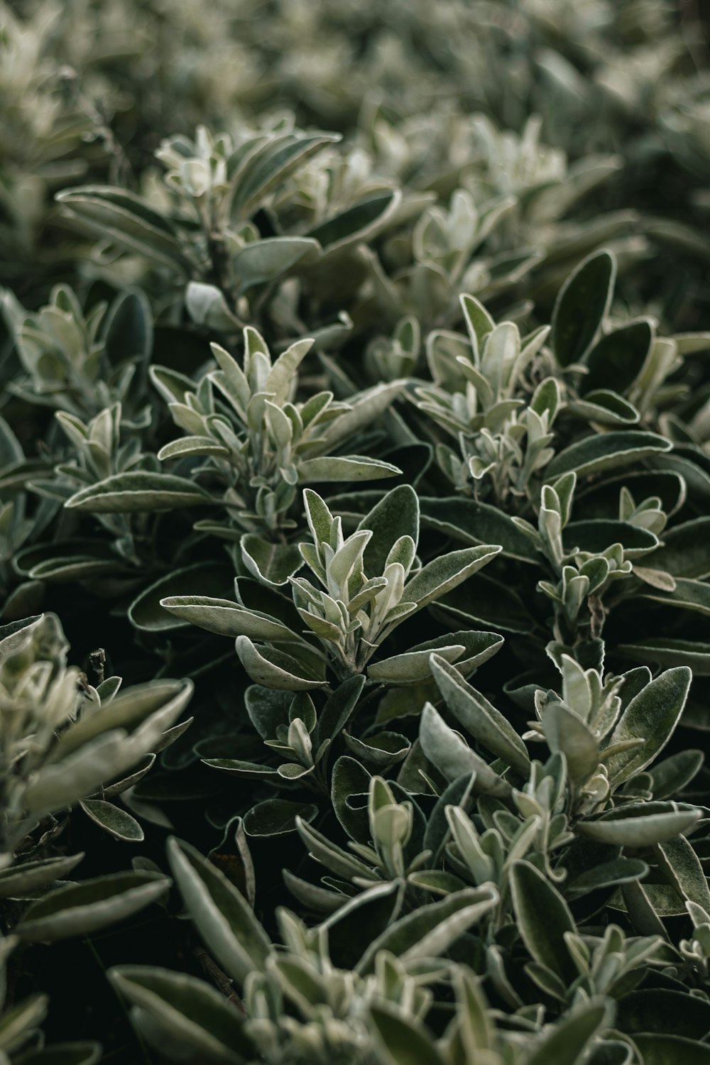 a close up of a bush with green leaves