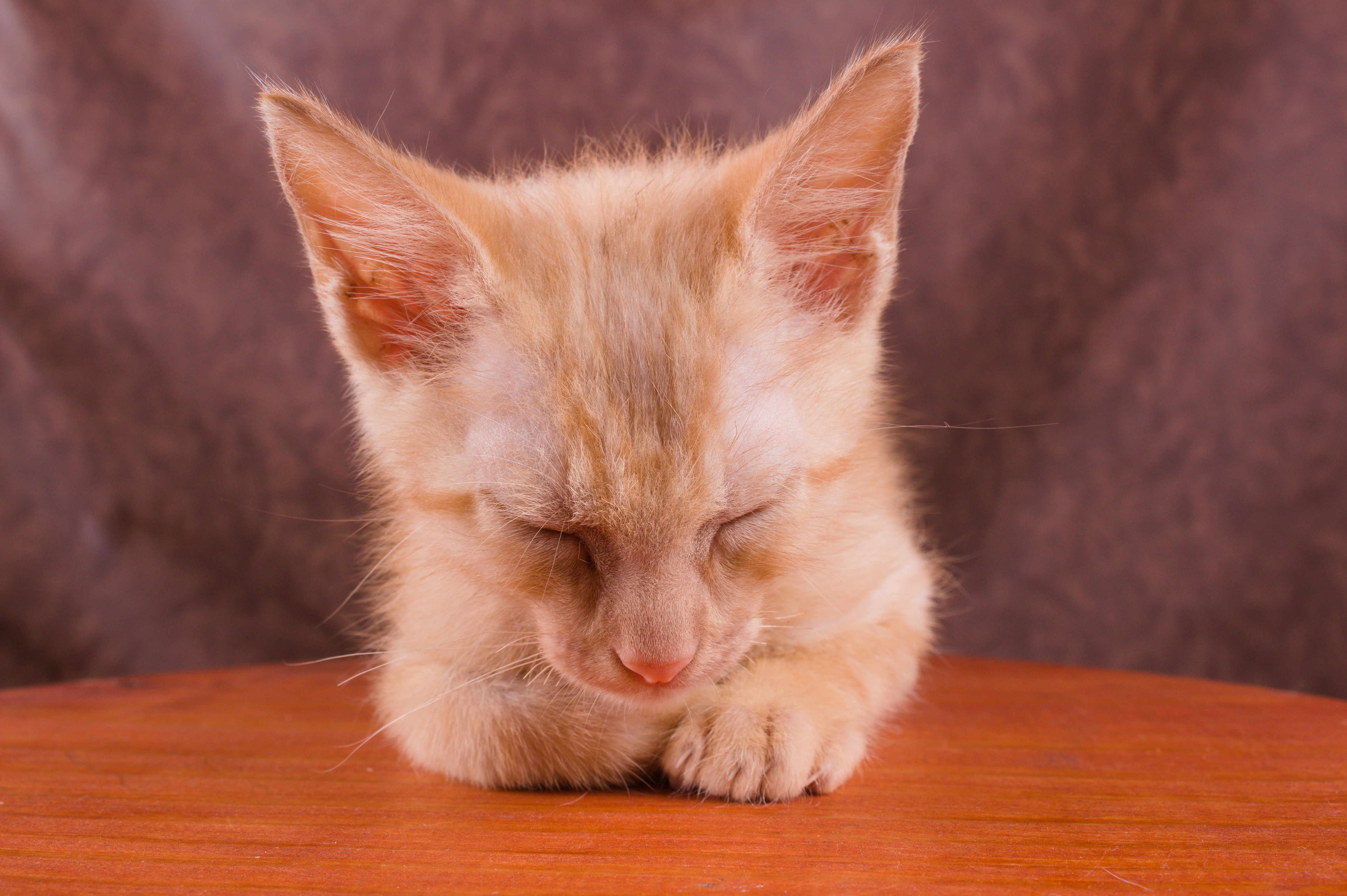 a small kitten is sleeping on a wooden table