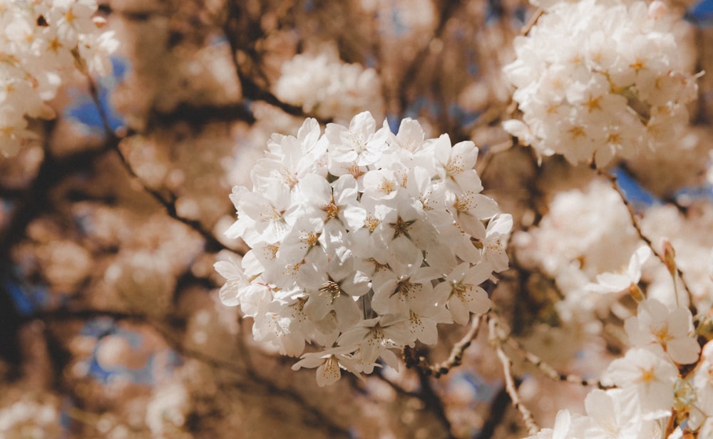 white flowers are blooming on a tree