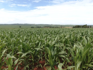 Wide view of a green cornfield with rows stretching towards the horizon on a sunny day.