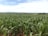A vast field filled with lush green corn plants stretches towards the horizon under a partially cloudy sky. The landscape is open and expansive, showcasing the agricultural setting with rolling hills in the distance.