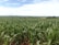 A vast field filled with lush green corn plants stretches towards the horizon under a partially cloudy sky. The landscape is open and expansive, showcasing the agricultural setting with rolling hills in the distance.