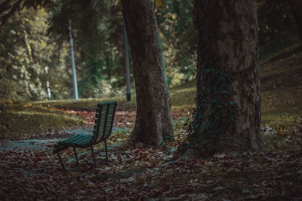 a park bench sitting in the middle of a forest