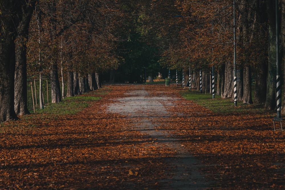 a road lined with trees with leaves on the ground