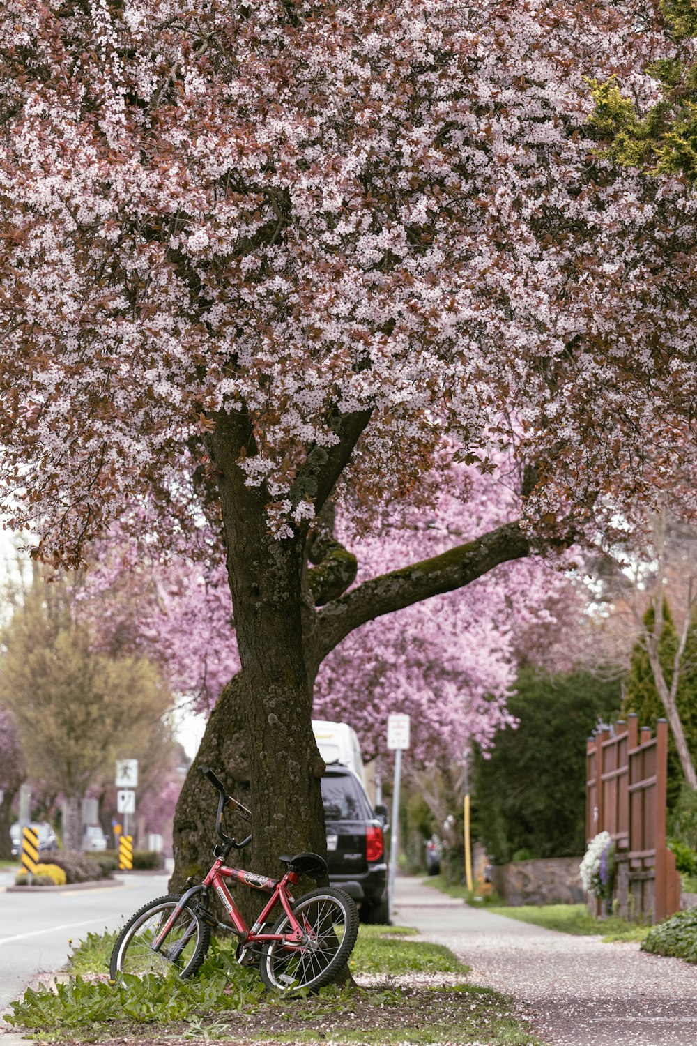 a bike parked under a tree on the side of a road