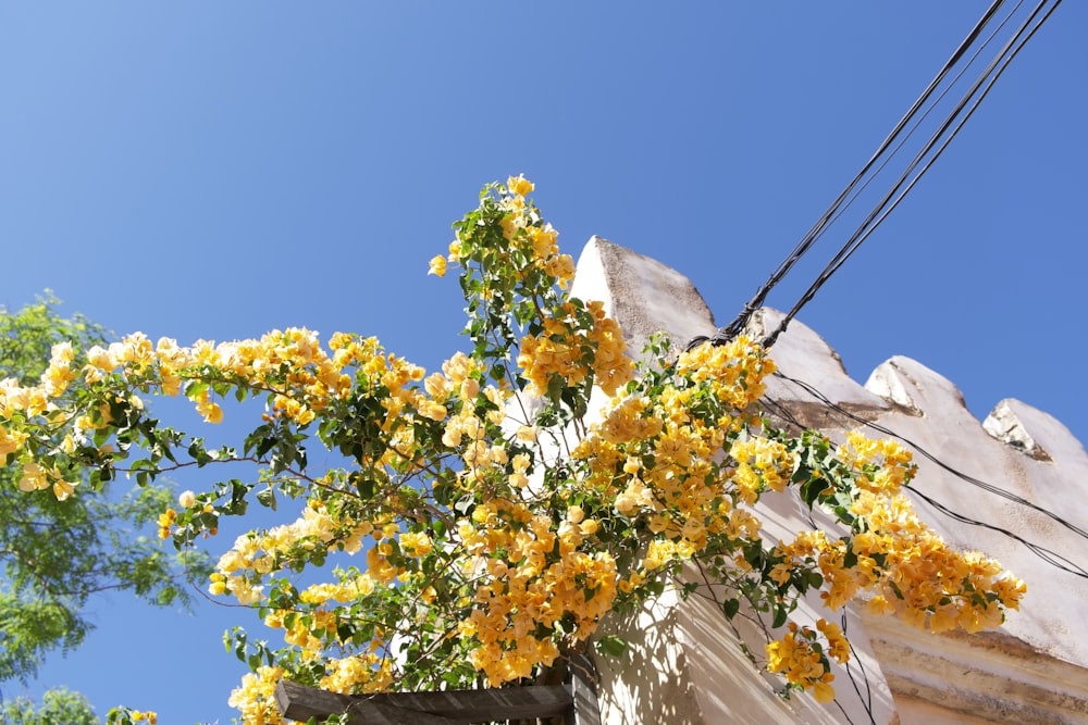 a tree with yellow flowers in front of a building