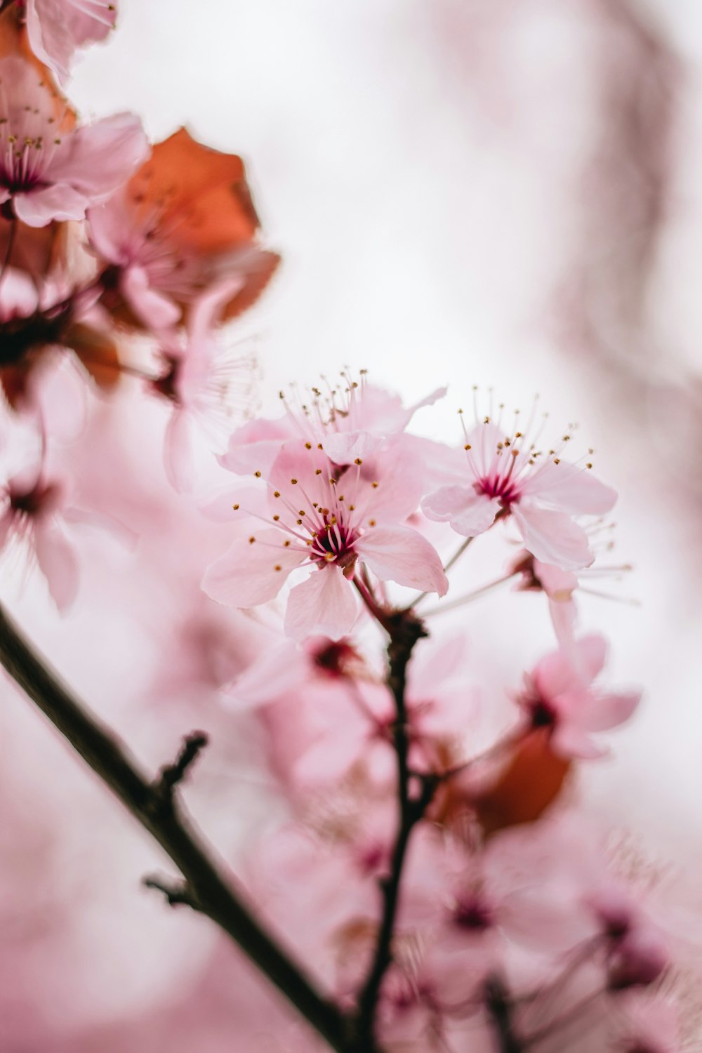 pink flowers are blooming on a tree branch