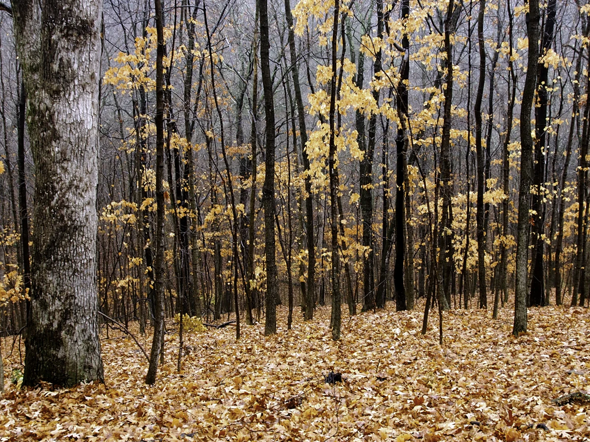 Bare trunks and the last yellow leaves in a forest in the Missouri Ozarks