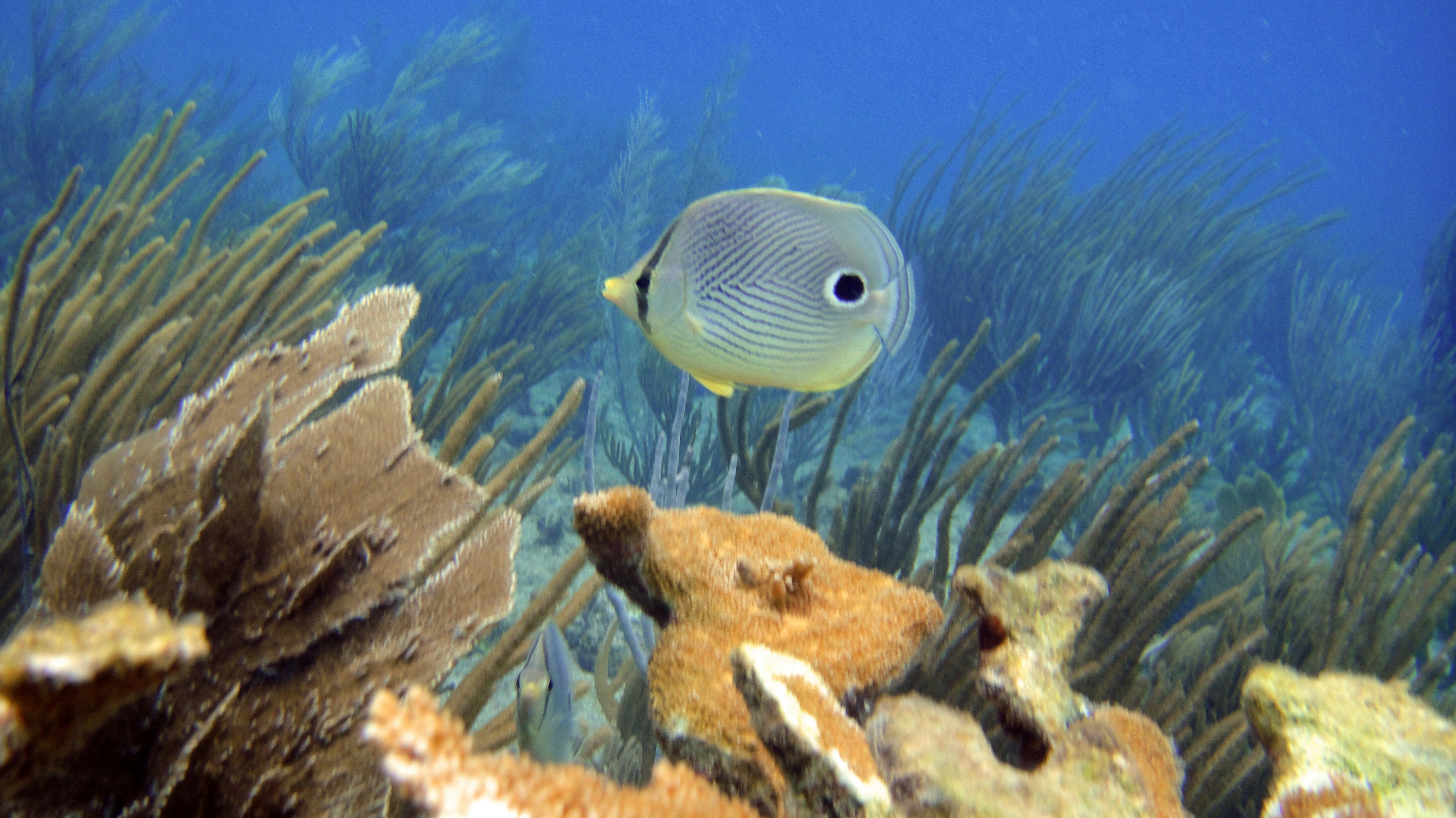 Ocean Wonders Puzzle