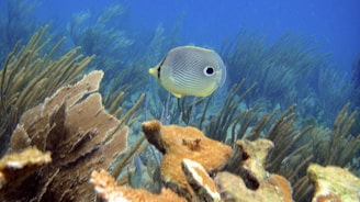 A colorful illustration of a small sea snail exploring underwater coral reefs.