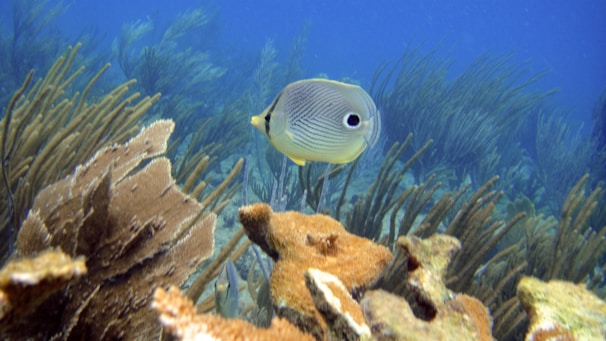 A colorful illustration of a small sea snail exploring underwater coral reefs.